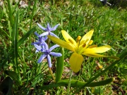 Salita al Monte Campo con distese di crocus e al Laghetto di Pietra Quadra ancora con tanta neve il 9 maggio 2013 - FOTOGALLERY